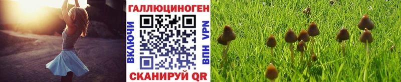 Псилоцибиновые грибы Psilocybe Мамадыш